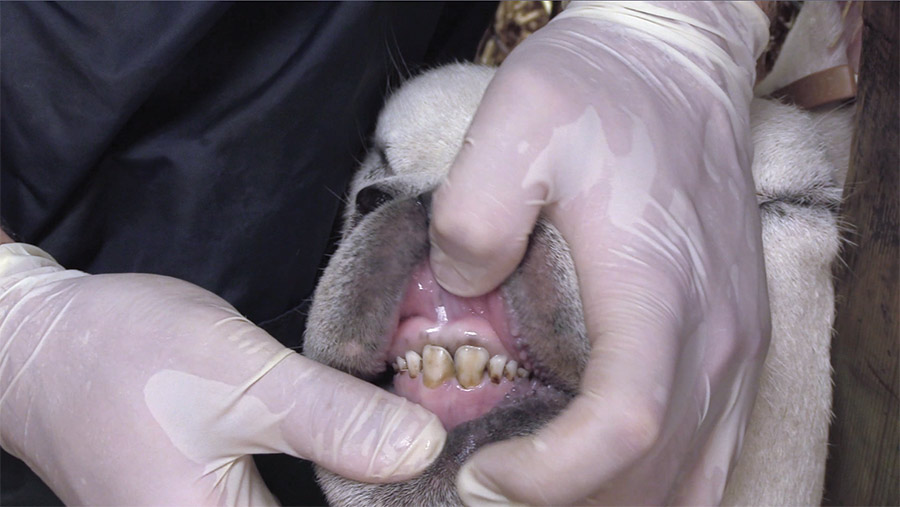 Sheep's mouth showing good teeth alignment