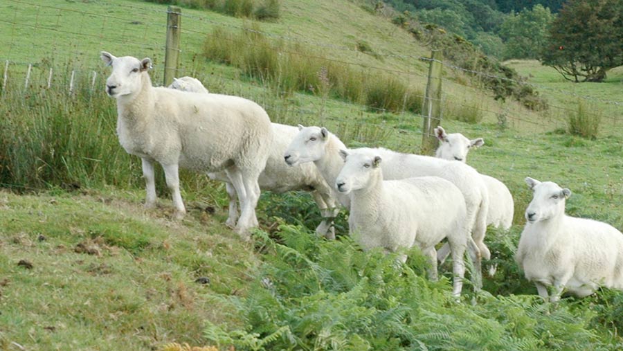 Aberfield-cross Welsh ewes