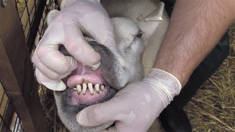 Video: How to properly perform a dental examination on sheep - Farmers  Weekly