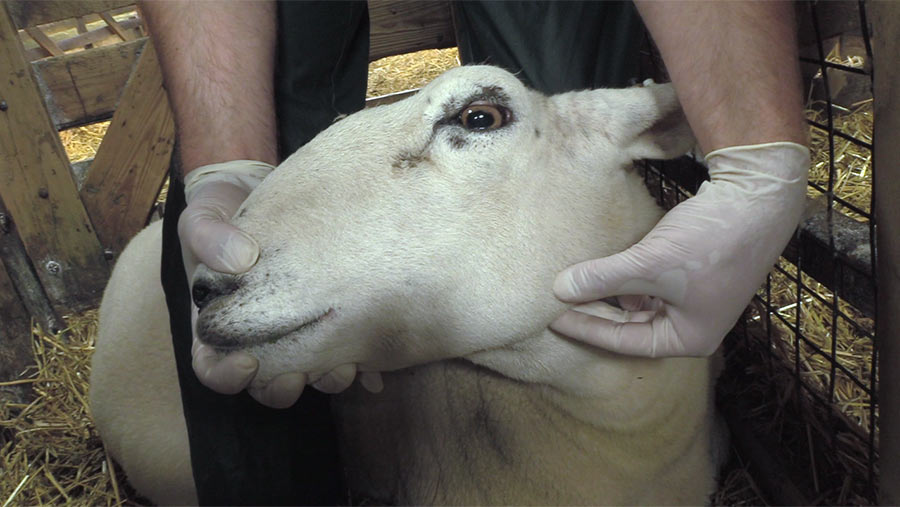 Checking outside of sheep's mouth for lumps or bumps
