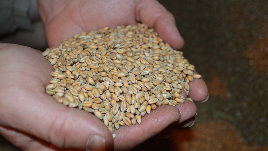 Two hands holding Firefly wheat grains