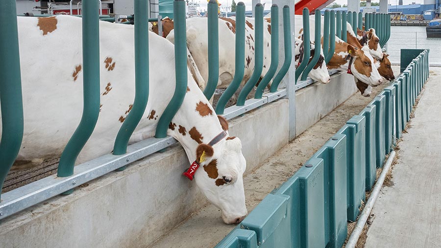 Cattle on floating farm feeding © Hollandse Hoogte/Shutterstock