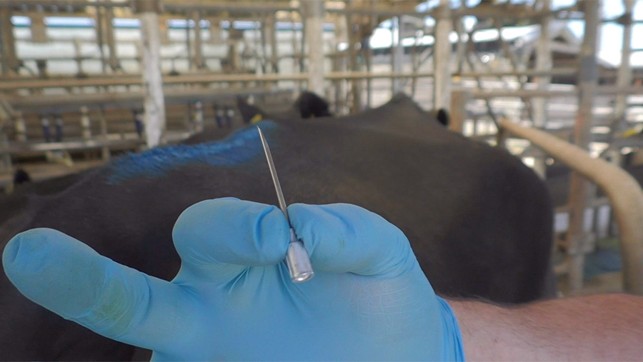 Video: Correctly injecting cattle – a five-step guide - Farmers Weekly