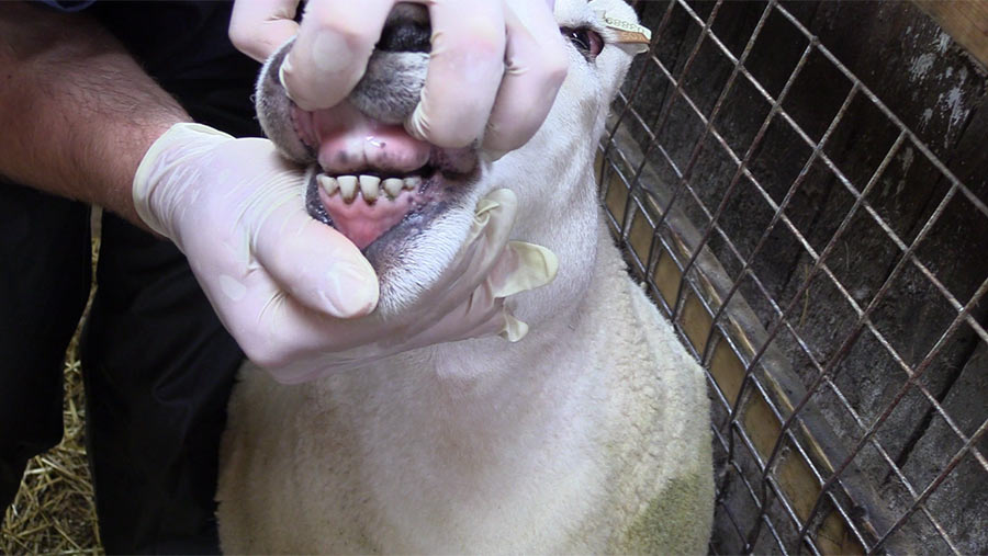 Pulling back sheep's lips to reveal teeth