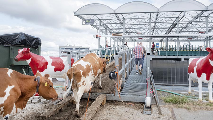 Dairy cows walking on to the floating farm