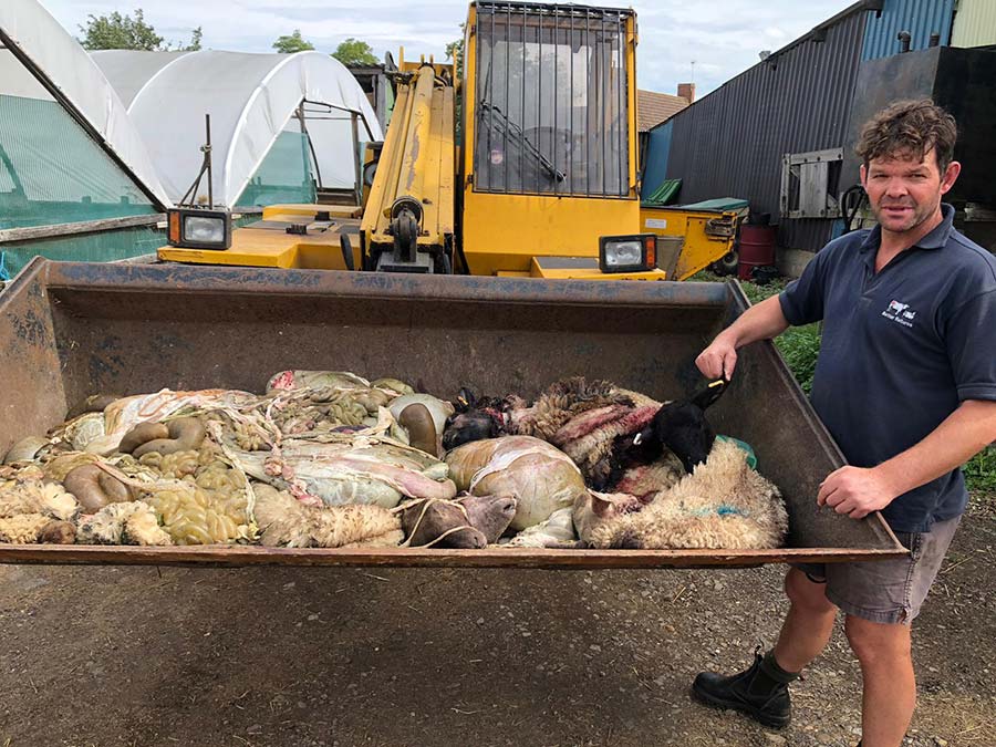 Patrick Green with the remains of the butchered sheep in a metal container