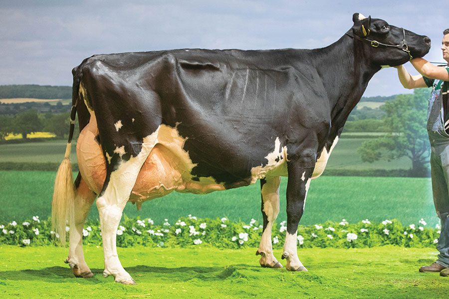 Holstein cow Newbirks Jazz 1584