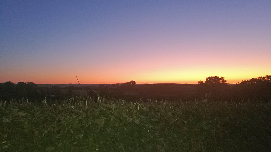 Field at sunset