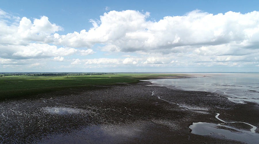 salt marsh