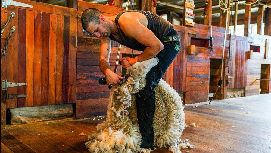 Stuart Connor shearing a sheep