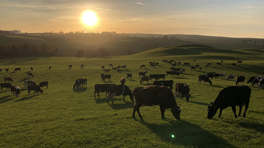 Sunset cows in Cumbria