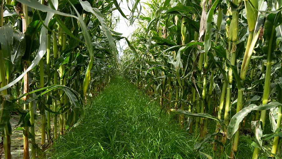 A maize crop undersown with ryegrass