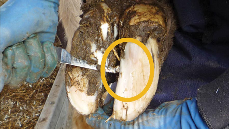 Close-up of hoof trimming in progress