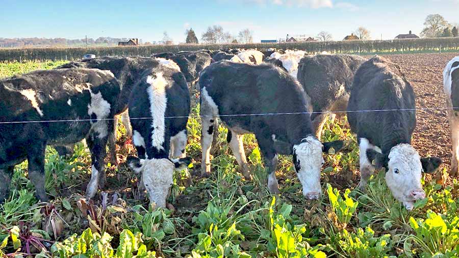 Dairy-beef cows eating forage