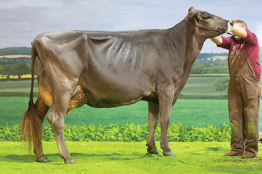 Brown Swiss cow Kedar Rhapsody