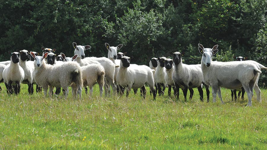 Llanwenogs and Blue Face Leicesters