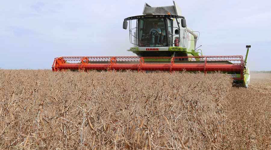 Lincs grower breaks world pea yield record for second time - Farmers Weekly