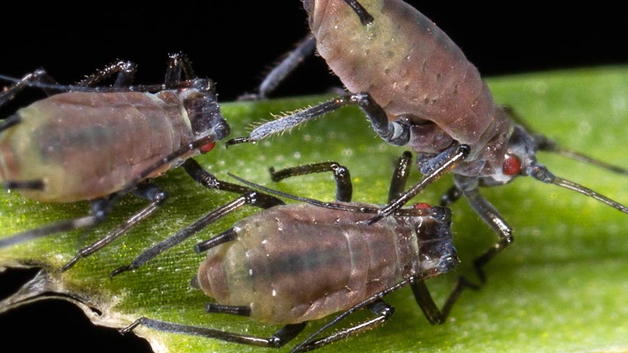 Grain aphids