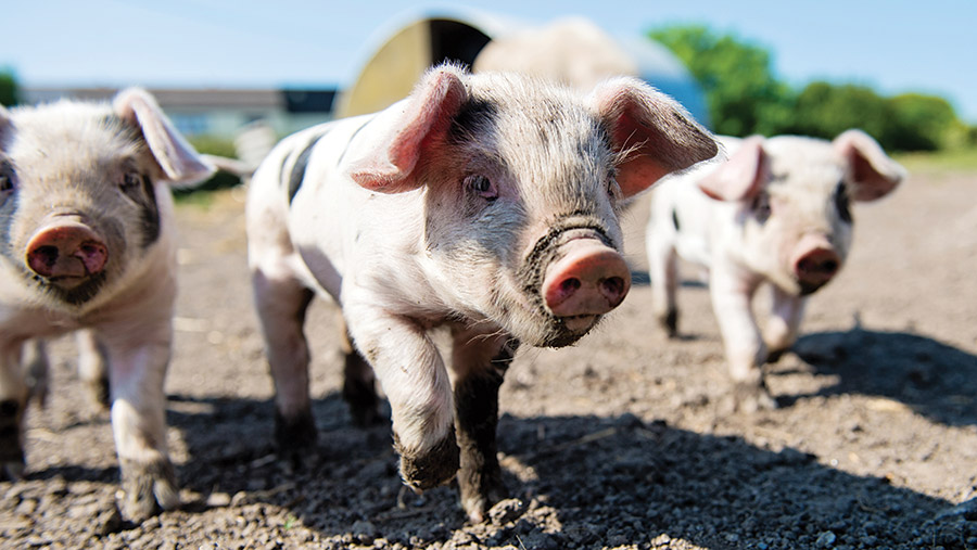 Primrose Farm piglets in field