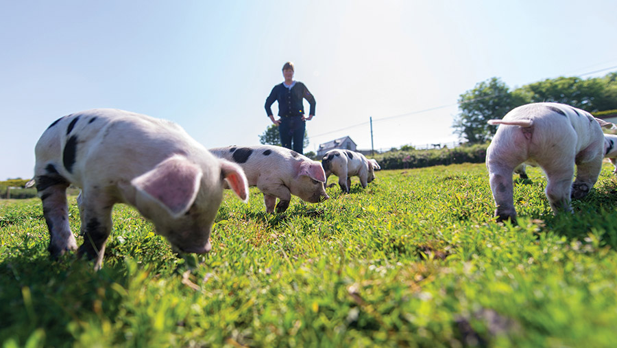 Primrose Farm piglets on grass