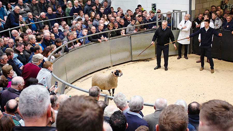 The Blackwoods led the sale with a son of the £160,000 Elmsclegh lamb