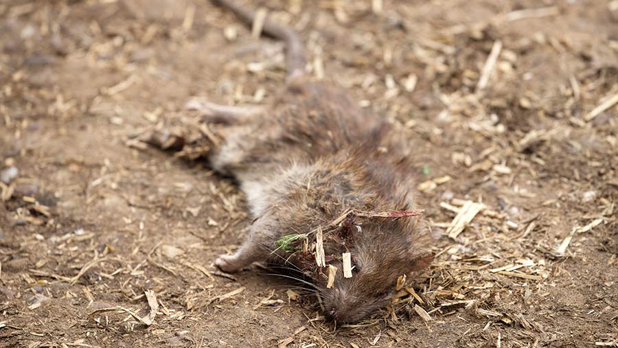 Guide to managing rats on your farm - Farmers Weekly