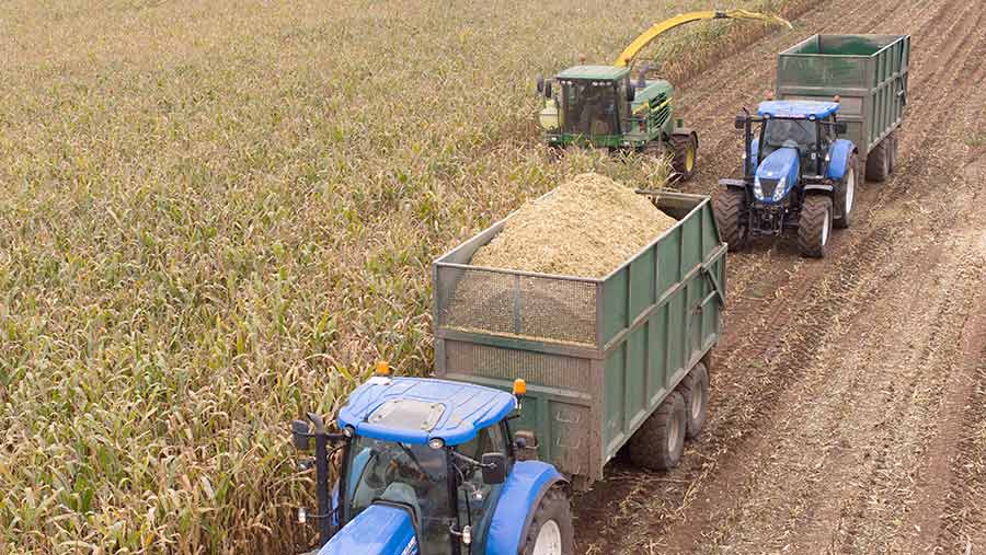 Two tractors and a forager working in a field of maize