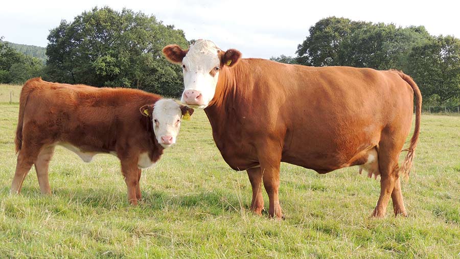 What Are Hereford Cattle Known For