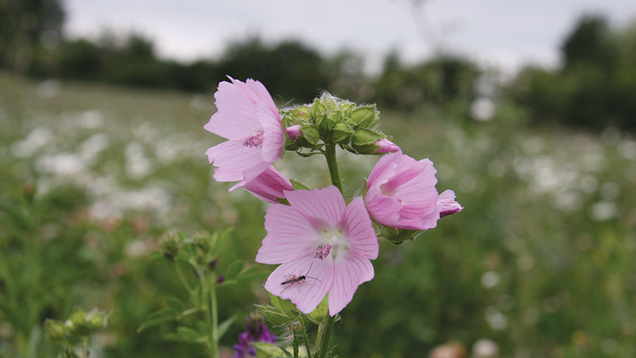 Musk mallow flowering in pilot project pollen and nectar plot © Davvid Whiting/Natural England