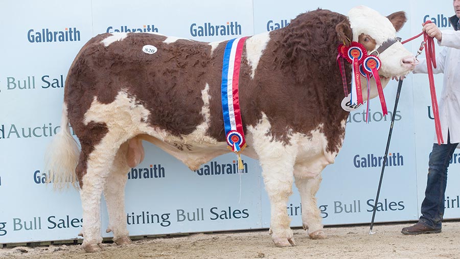 Ranfurly Jackall: 14,000gns