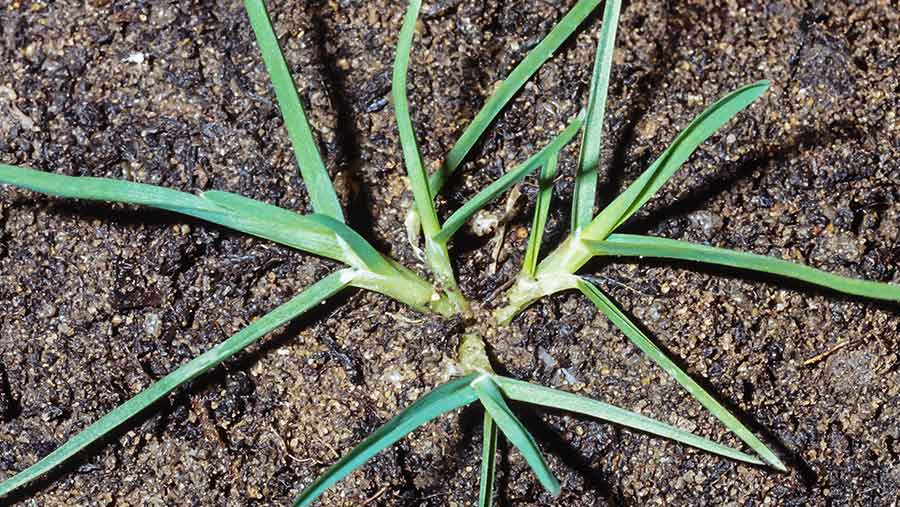 Annual meadow grass