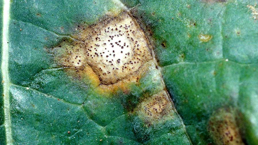 Phoma leaf spot on oilseed rape leaf