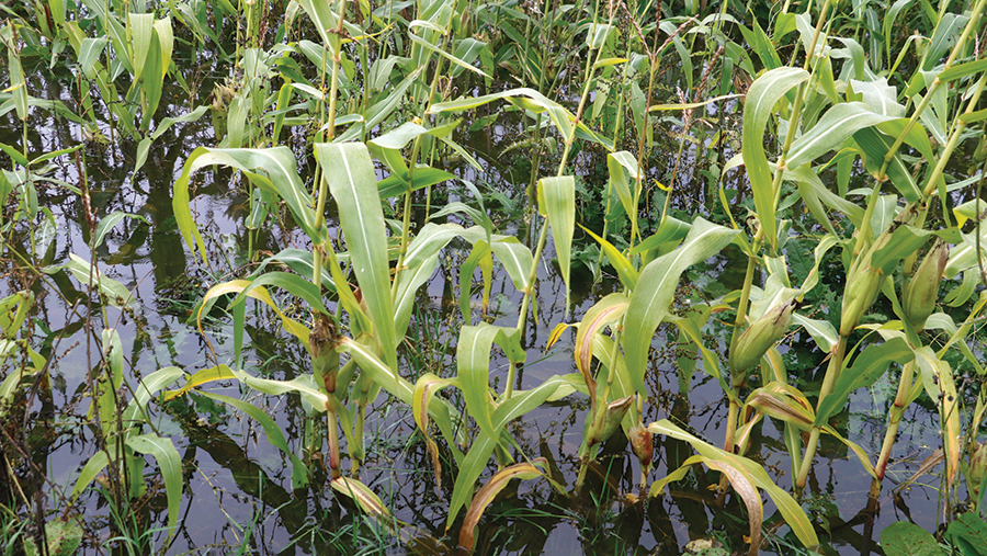 Flooded maize