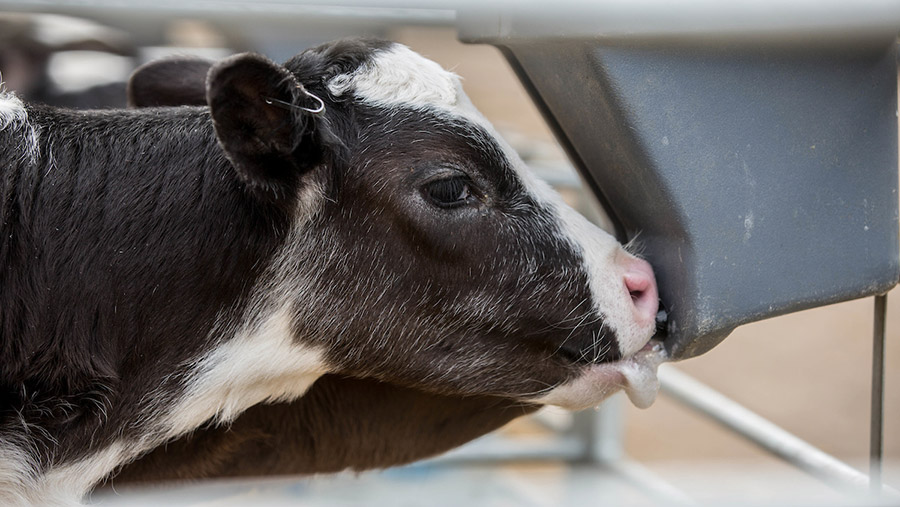 Q&A: Pneumonia in calves and how to combat it - Farmers Weekly