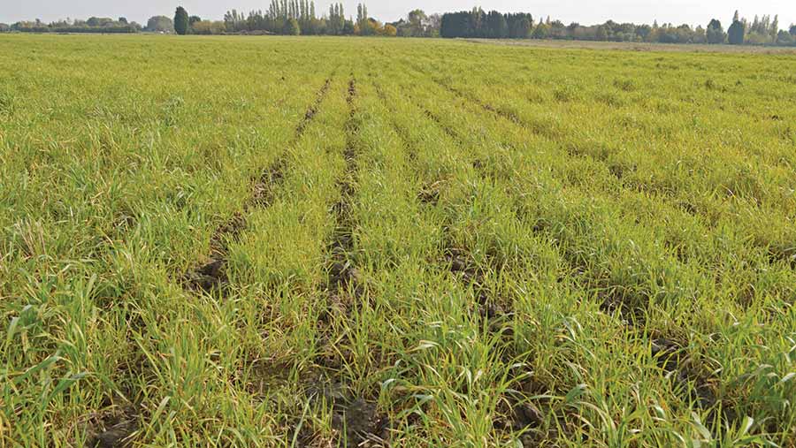 A field being strip-tilled ahead of maize