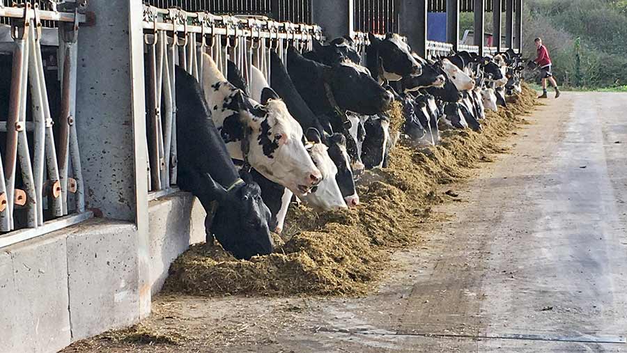 Housed cattle feeding on silage at Gatcombe Farm