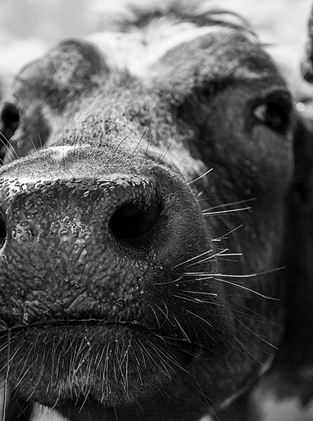 Cow nose in black and white by Peter Bond