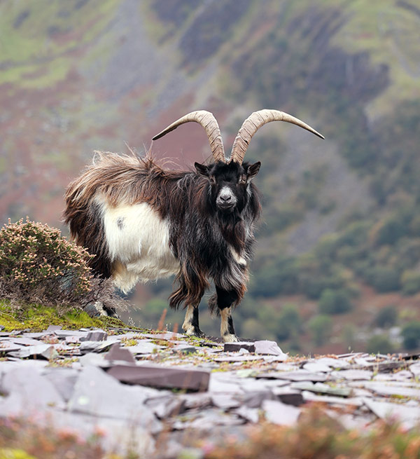 Willy billy goat by Jenny Simpson