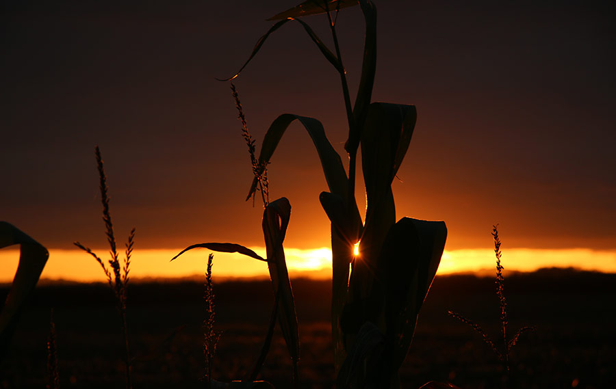 Maize at sunset by Charlie Criddle