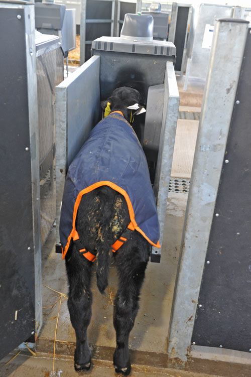 Calf inside feeder