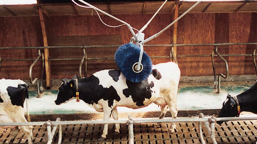 Cow using Vink rotating livestock brush