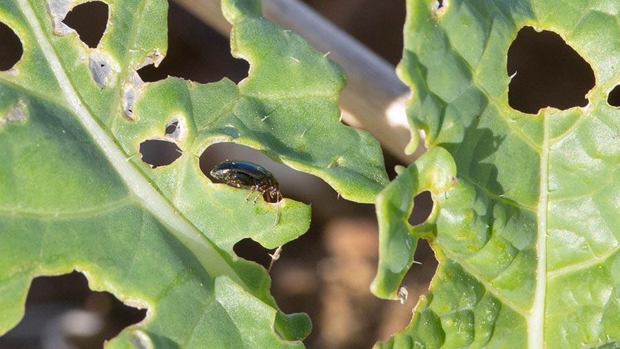 Growers share their flea beetle strategies for OSR 