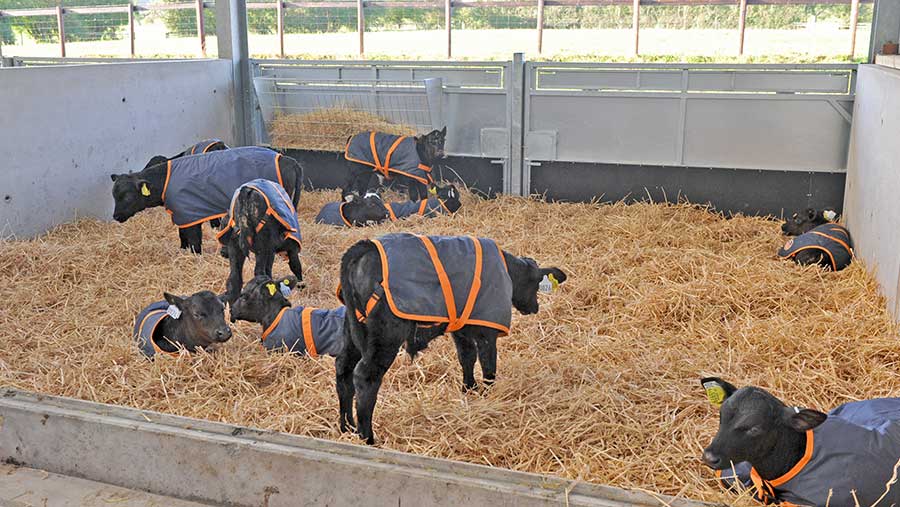 Calves in pen