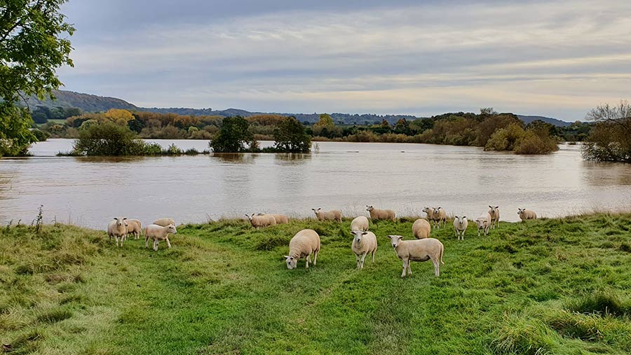 Field flooded with sheep