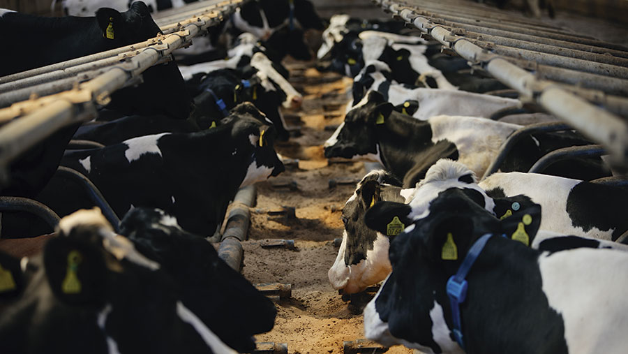 Cows lying in cubicles