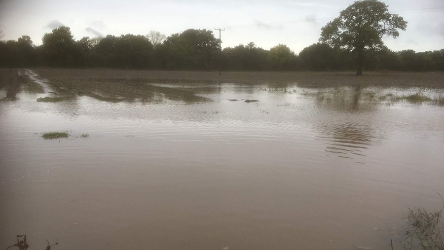 Potatoes under water at farm