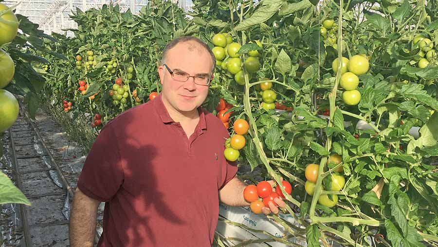 Jim Shanks in a greenhouse with tomatoes