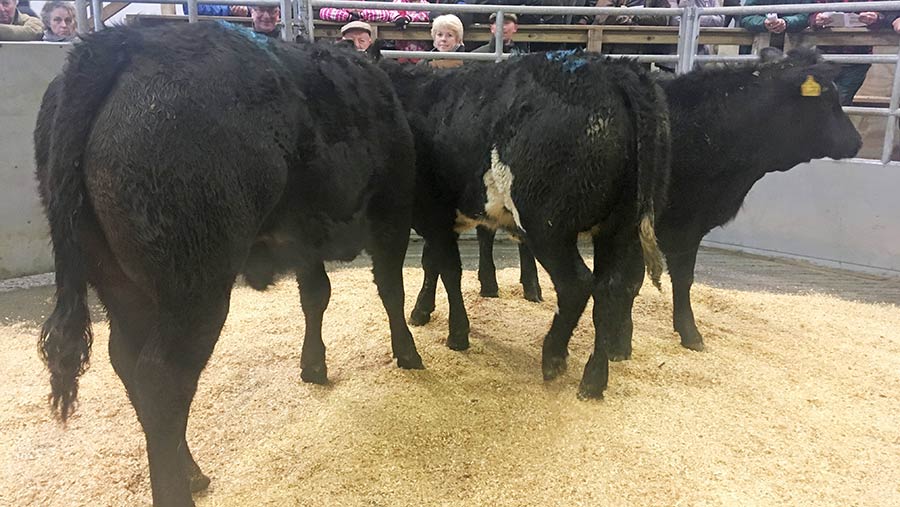 Suckled calf trade struggling amid beef crisis - Farmers Weekly