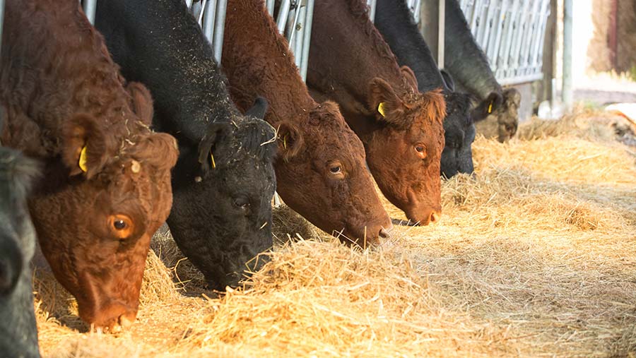 New strategies for disease mitigation in livestock could qualify for tax relief © Tim Scrivener