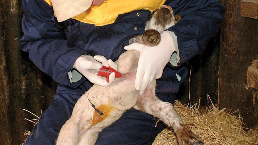 Vaccinating lamb